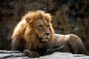 جراحی لاپاروسکوپی سلطان + عکس