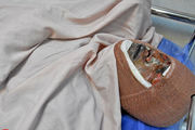 چهارشنبه سوری قربانی گرفت