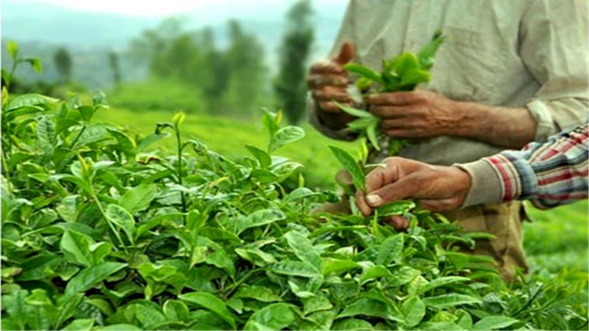 تولید چای خشک به ۳۰ هزار تن می رسد
