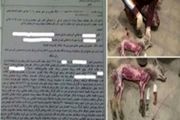 عاملین کشتار بی رحمانه ۳ گرگ و ۷ روباه در شبستر محکوم شدند