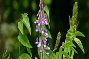 گیاه گالگا و خواص درمانی آن