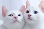 چرا نباید گربه در خانه یا آپارتمان نگهداری شود؟