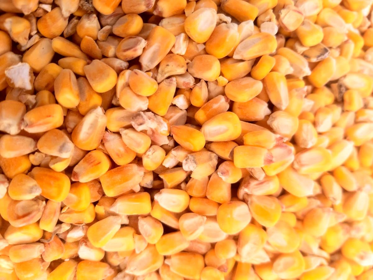 واردات نهاده دامی به صورت گسترده

