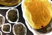 ماده ناشناخته دو انگلیسی را مسموم کرد