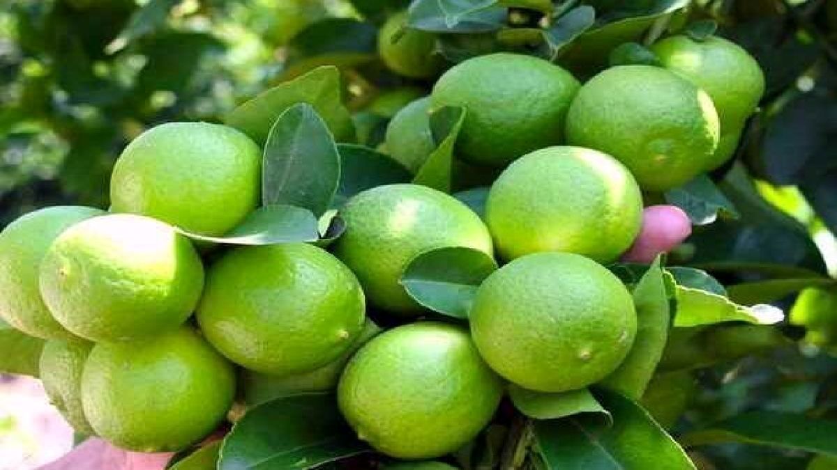 کمک به بهبود علائم ۱۳ بیماری با مصرف روزانه آب لیمو
