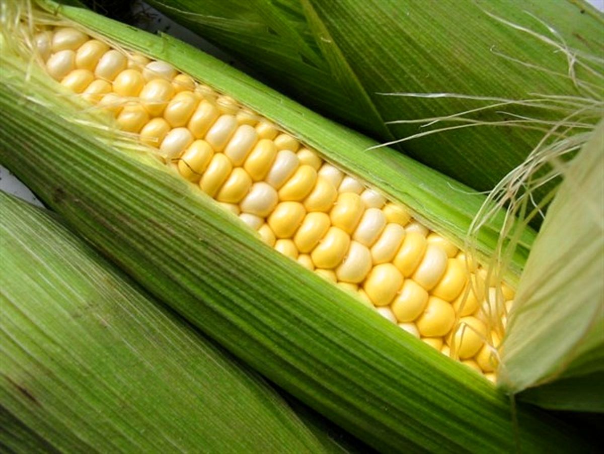دست دولت در جیب ذرت کاران خوزستانی