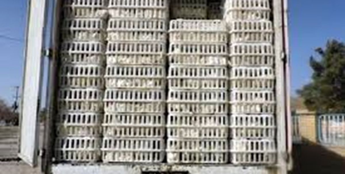 کشف بیش از 2 تن مرغ قاچاق 
