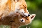 مهر مادری در دنیای حیوانات/ عکس
