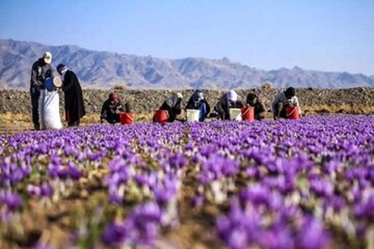 قیمت جدید زعفران اعلام شد