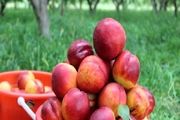آغاز برداشت شلیل و هلو از باغات اصلاندوز+تصاویر