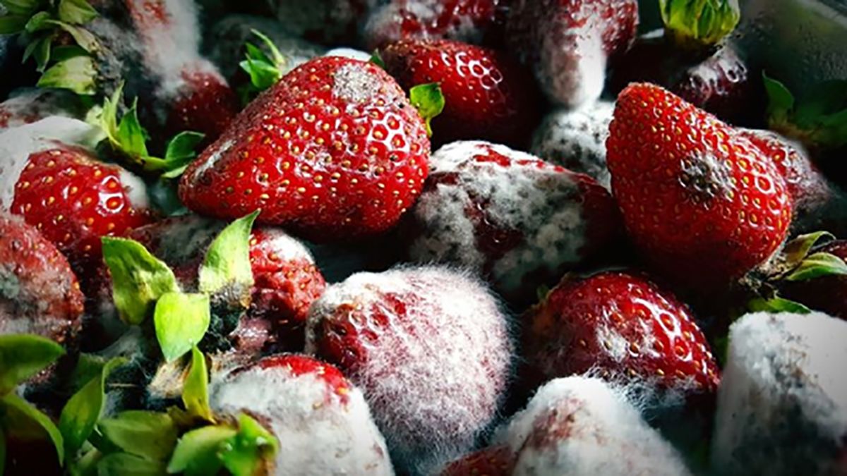مزارع اسرائیل پر از میوه‌های فاسد شد