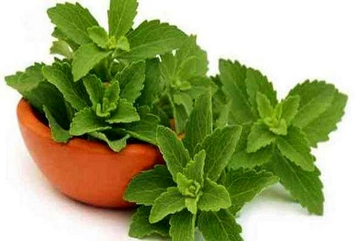 شیوه جدید درمان دیابت با این گیاه 