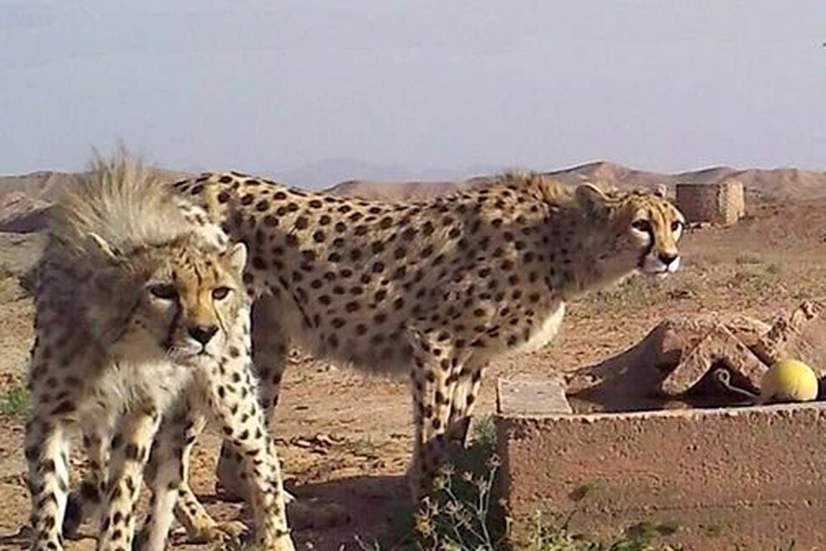 کاهش جمعیت یوزها از 300فرد به 30فرد طی 6 دهه اخیر