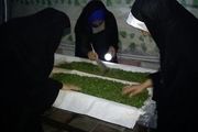 پرورش کرم ابریشم در نوشین شهر با اشتغال زایی برای ده نفر