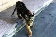 منتشر کننده فیلم سرگردانی توله ببر مجازات خواهد شد