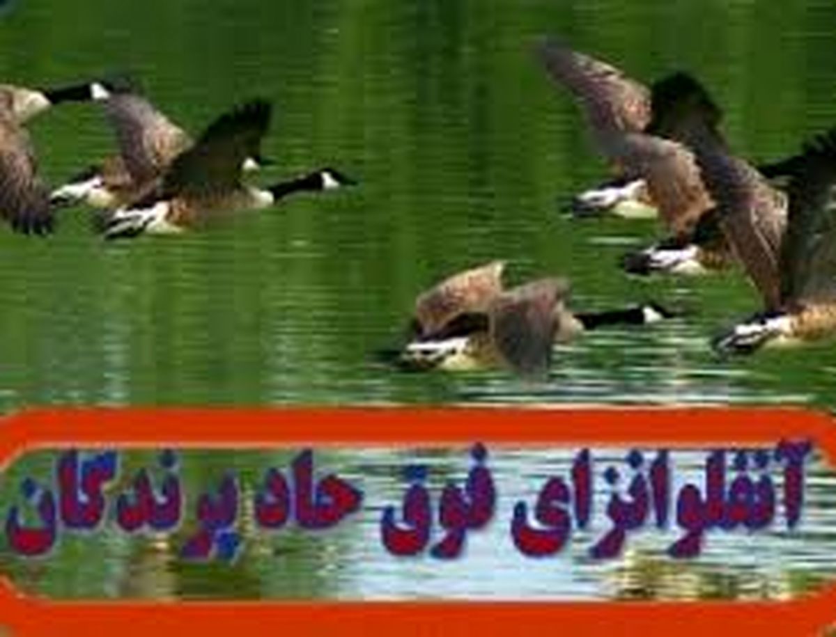 هنوز موردی از انتقال آنفلوانزای پرندگان به انسان گزارش نشده است
