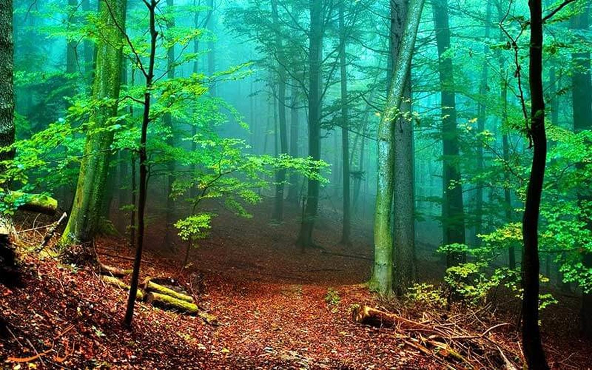 اینفوگرافی / تغییر مساحت جنگل‌های ایران در چند دهه اخیر