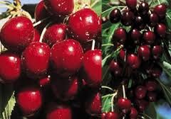 خوراکی‌هایی که مصرف آن‌ها با گیلاس خطرناک است