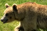 صدای جادویی داود نماینده و زحمات چند ساله یک مستندساز