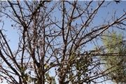 قطع درختان بوستان مادر در دهه ۷۰