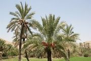 نخل درختی کم ادعا و همیشه سبز+تصاویر