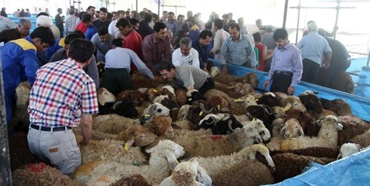 توصیه‌های سازمان دامپزشکی برای ذبح دام در عید قربان