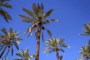 فصل آرایش نخل‌ها!/ گزارش تصویری