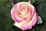 ژن اصلی عطر گل رز کشف شد 