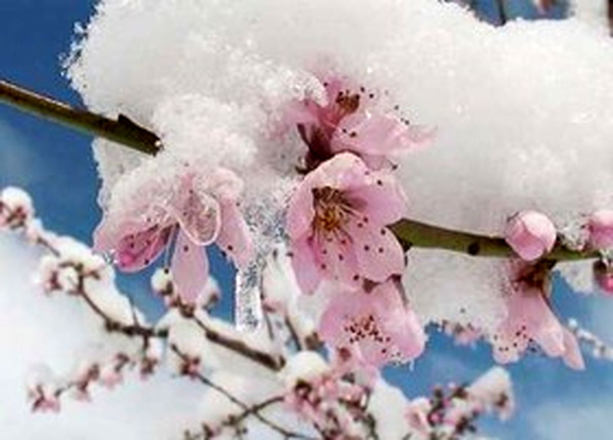 
400 هکتار از باغات کبودراهنگ دچار سرمازدگی شد