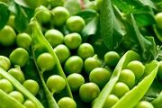 نخود فرنگی چاق کننده است؟