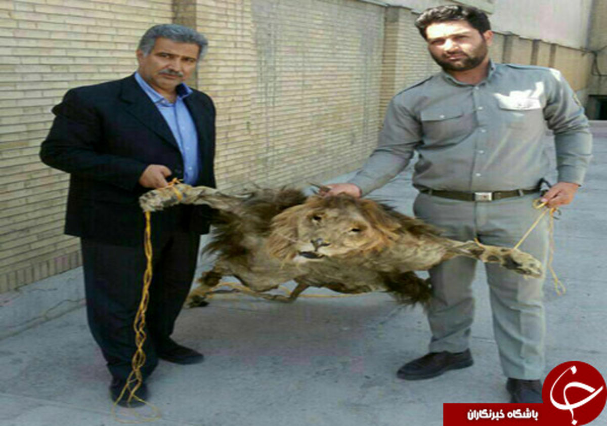 
کشف یک قطعه پوست شیر سلاخی شده در مشهد+عکس
