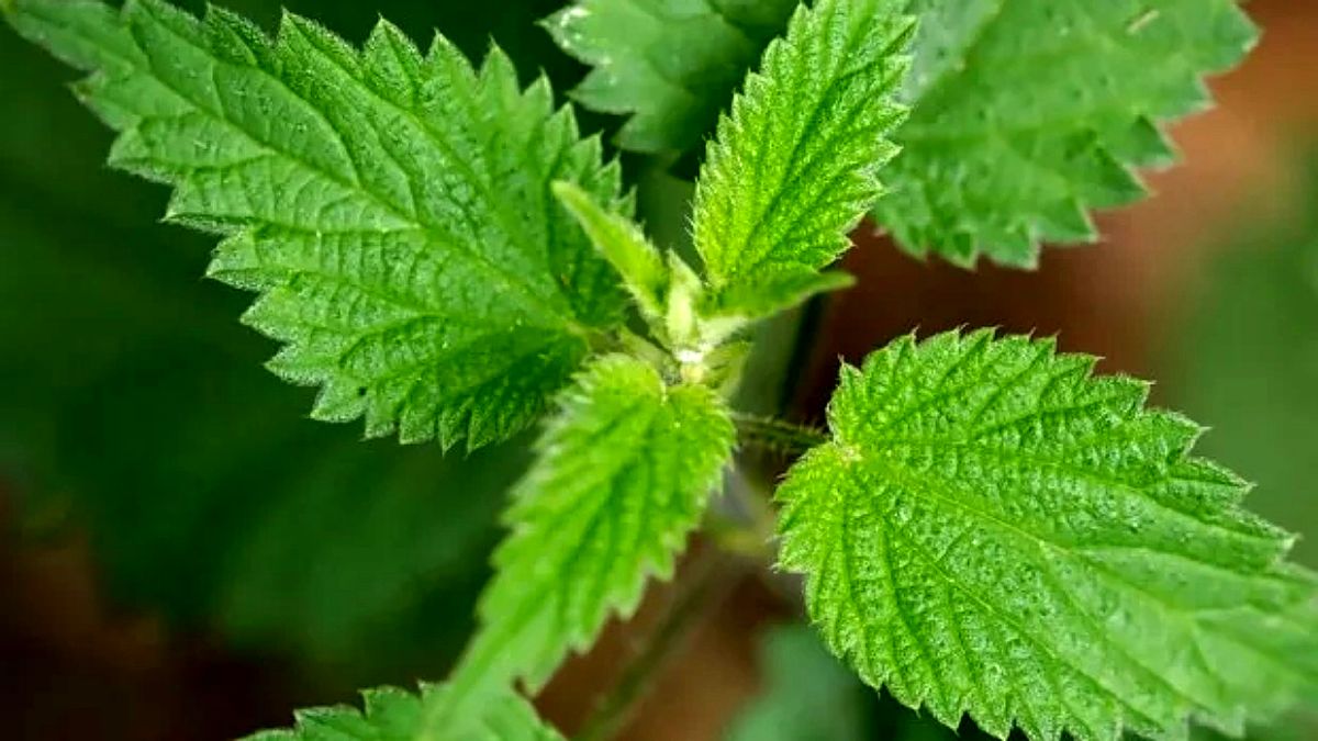 گزنه، دشمن کرونا
