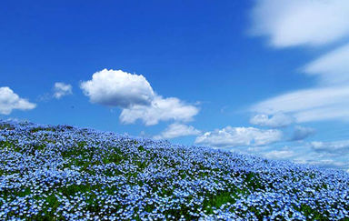 n00096731-r-b-006
