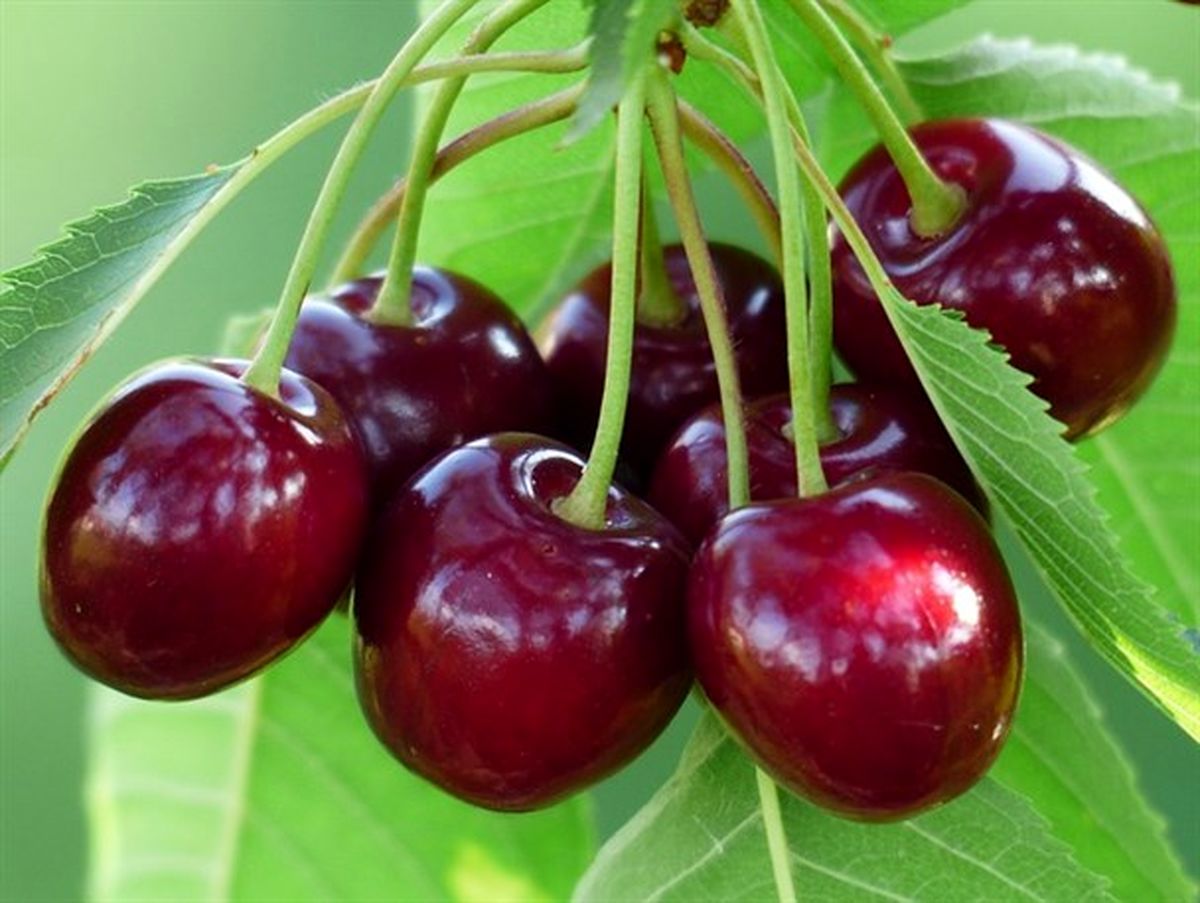 پیش‌بینی برداشت بیش از 18 تن گیلاس در آمل