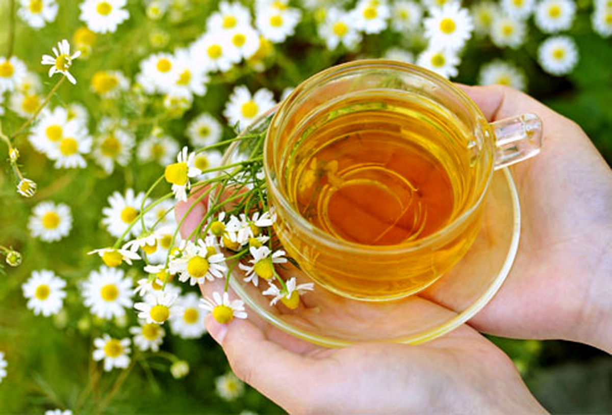 
بابونە؛ یک گیاە و هزار خاصیت
