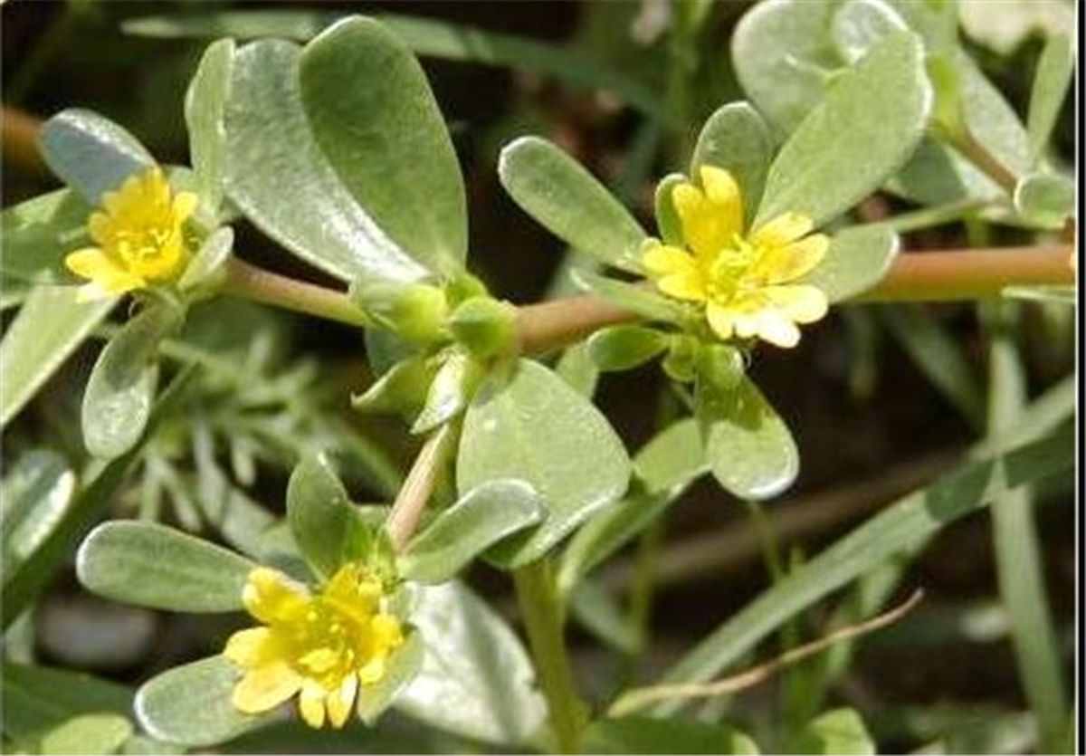 برای کاهش عوارض آلودگی هوا چه بخورییم