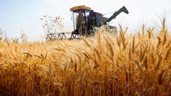 سطح زیرکشت گندم به بیش از ۵ میلیون و ۹۰۰ هزارهکتار رسید