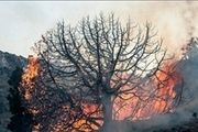 عامل آتش‌سوزی گسترده در جنگل گلستان