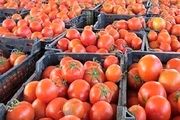 بارش باران گوجه فرنگی را گران کرد!