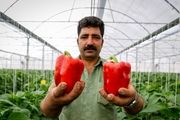 برداشت فلفل دلمه از گلخانه‌های اصفهان/ گزارش تصویری
