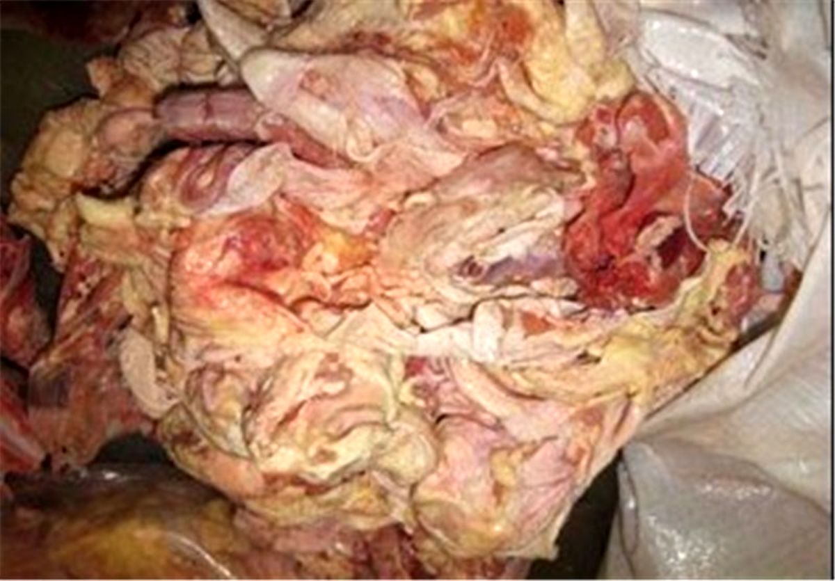 استفاده از خمیر مرغ همچنان ممنوع است
