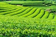 قیمت خرید تضمینی چای ۵۲ درصد افزایش یافت
