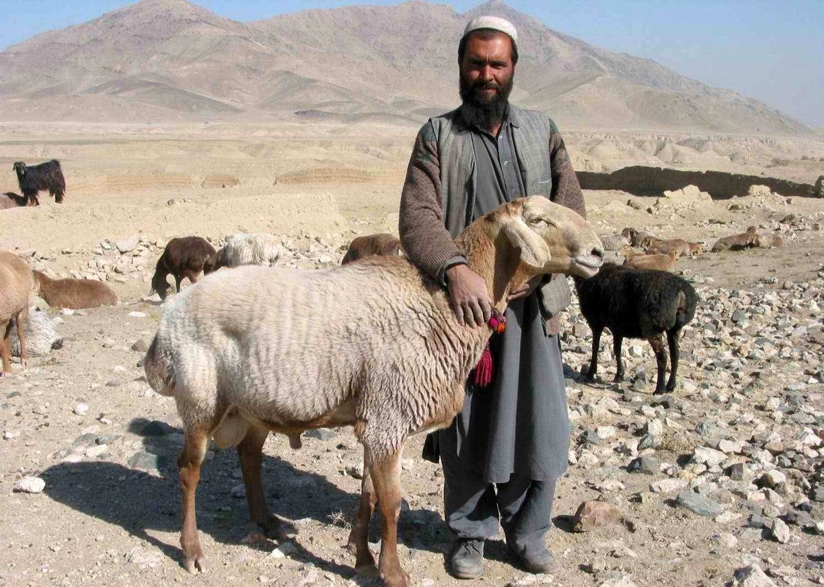 چوپان‌های افغانستانی در ایران به دلار حقوق می‌گیرند!