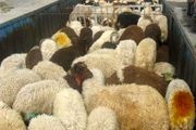 از بین رفتن بیش از 150 دام سبک منطقه شهداد در حمله حیوان وحشی