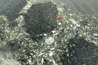 صحنه‌های تلخی از مرگ دسته جمعی ماهیان بالیخلی+فیلم