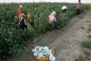 اقلیم کاشان خشک نیست، فوق خشک است!