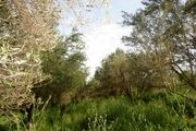 آلودگی باغات زیتون طارم به بیماری لکه طاووسی+تصاویر