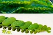 سنگ شکن های طبیعی کلیه و صفرا
